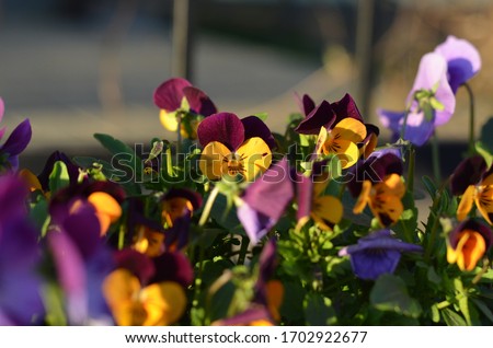 Flower bed of blooming pansies in the sunshine. Pansy (lot. Viola tricolor var. hortensi)