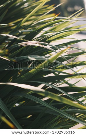 Bright leaves of palm in backlight. Soft focus on photo