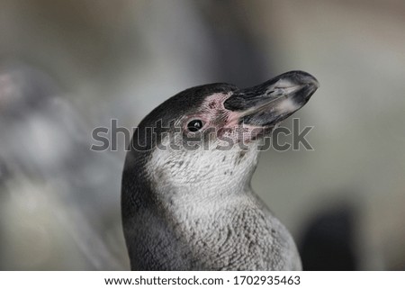 Portrait of a penguin in a zoo. 
