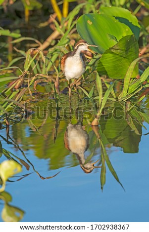 Immature Wattled Jacana and its Reflection in the Pantanal in Brazil