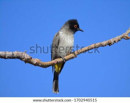 beautiful picture of a Black-fronted Bulbul