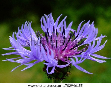 Close photo of a blue cornflower with delicate blue petals and black stamens