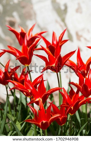 Flowerbed of spring blooming tulips