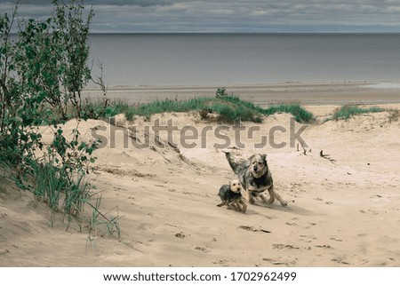 Dog plays on the beach by the sea