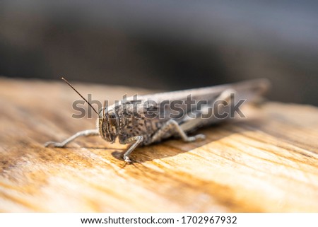 camouflaged cricket on wooden table