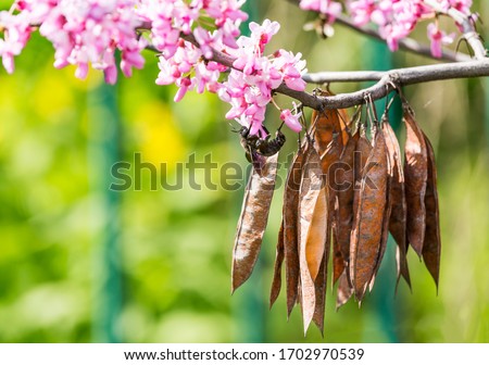 Cercis siliquastrum or Judas tree, ornamental tree blooming with beautiful deep pink colored flowers in the spring. Eastern redbud tree blossom. Old seed pods and black bumblebee on flowers. Royalty-Free Stock Photo #1702970539
