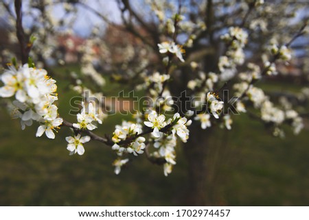 Plum Tree in blossom at spring time Stock Photo