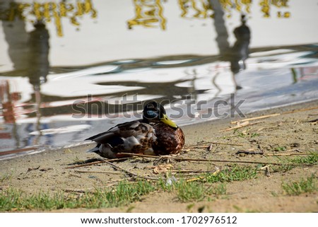duck resting on the shore of the lake