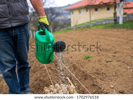 Farmer watering plants with watering can in the garden. Farmer growing vegetables and working in the garden.