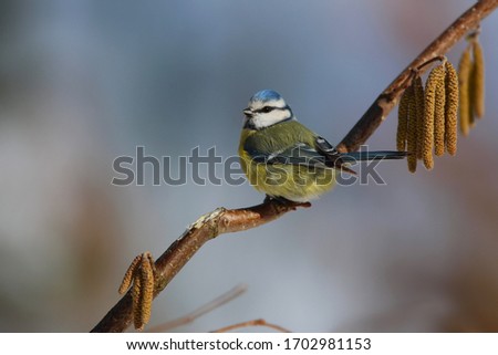 Eurasian blue tit - Cyanistes caeruleus,titmouse sits on branches