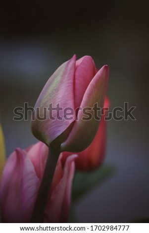 Pink flowers with an grey background 
