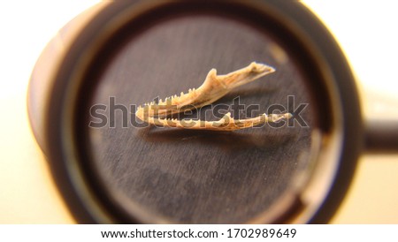 Dead animal
Dead lizard
Carcass ; The dead body of an animal.
Lizard's lower jaw | Close up, Closeup
Animals in the wild nature
Veterinary medicine
Veterinarian exotic
Veterinarian wildlife