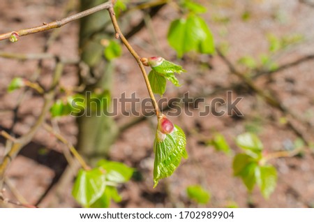 Close up shot of leaf emerging from bud on tree in spring with shallow depth of field. Concept of growth in nature.