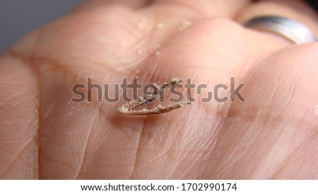 Lizard's lower jaw on hand | Close up, Closeup
Dead animala
Dead lizard
Carcass ; The dead body of an animal.
Animals in the wild nature
Veterinary medicine
Veterinarian exotic
Veterinarian wildlife