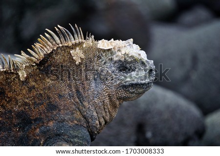 Close up of the head of a marine iguana