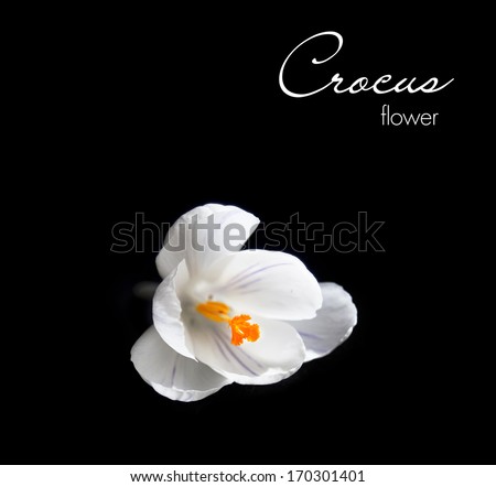 White crocus isolated on black background