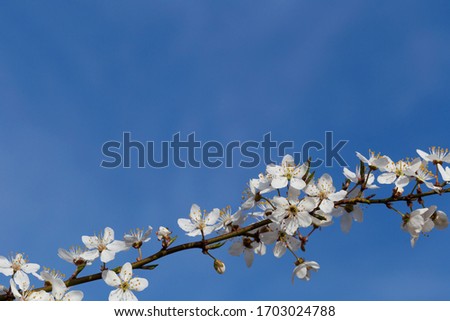 branch of spring tree over blue sky with copyspace