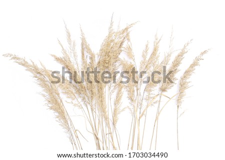 Dry reeds isolated on white background. Abstract dry  grass flowers, herbs.
 Royalty-Free Stock Photo #1703034490