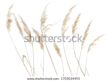 Dry reeds isolated on white background. Abstract dry  grass flowers, herbs.
 Royalty-Free Stock Photo #1703034493