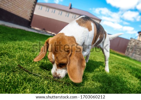 the dog sniffs the ground. dog looking for something in the grass Royalty-Free Stock Photo #1703060212