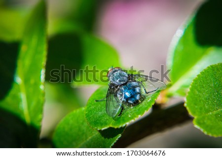 Big fly resting on a leaf