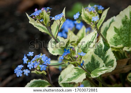 Blue Flowering Brunnera Perennial Ground Cover Plant