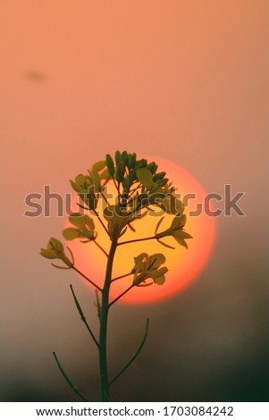 Flower with sun behind flower at sunset. Abstract art background of Sunset behind the grass flowers.