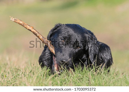 Portrait of a wet black Labrador puppy playing with a stick