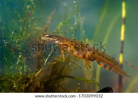 Smooth Newt - Lissotriton vulgaris or Triturus vulgaris captured under water in the small lagoon, small amphibian animal in the water. 