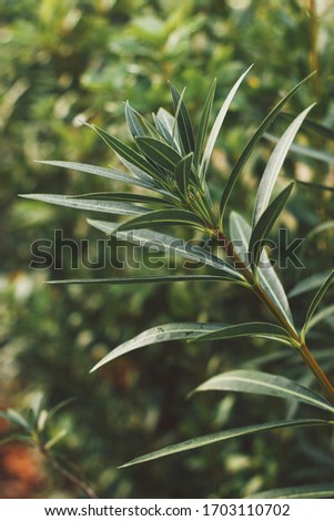 Close up of oleander leaves on a background of greenery. Soft focus on photo 