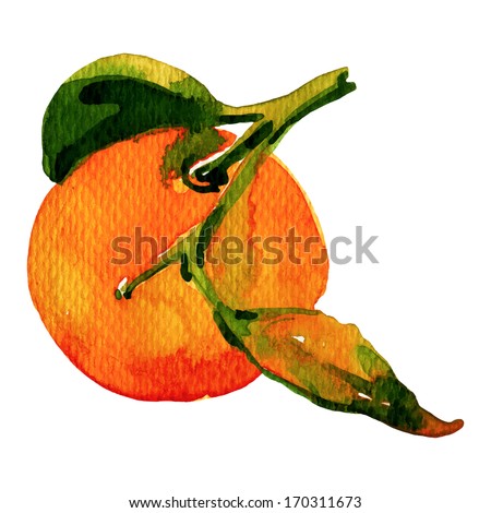 Watercolor Painting of Tangerine on White Background
