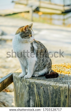A white spotted street cat sits on a fence. Cat, walk, street, spring. Spring in cats. sunny dayWhite cat is on the fence. White-gray cat on the street.