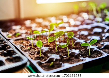 Cucumbers, pumpkin, watermelon seedling growing in cultivation tray. Vegetable plantation in house. Selective close-up of growing seed. Shallow depth of field. Sunlight flare copyspace for design.