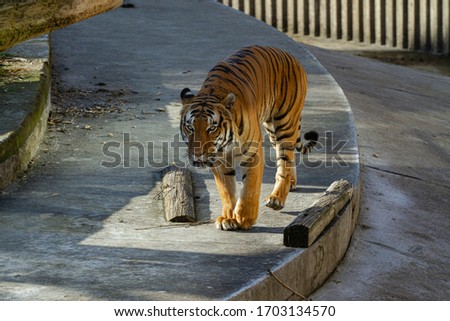 tiger is walking outside in spring