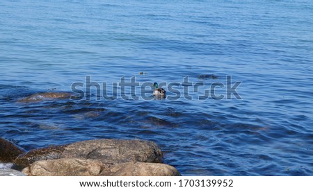 Duck in the Baltic Sea in the sun
