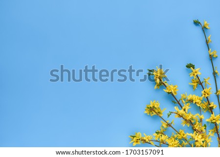branches of blooming forsythia suspensa on a blue background, flat lay. Abstract floral background with place for text.