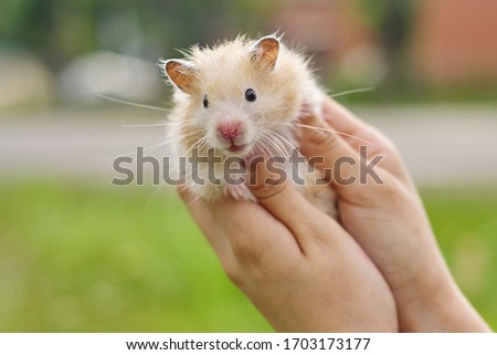 Golden fluffy Syrian hamster in hands of girl, green lawn background, copy space