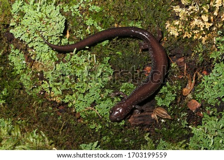 Leadback Salamander (Plethodon cinereus) on a green moss background.