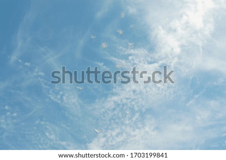 dandelion against a white blue sky