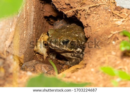 A big frog in its cave