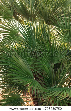 Bright leaves of palm in backlight. Soft focus 