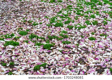 Magnolia petals fill the surface of under the tree