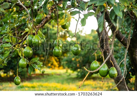 Green avocado on the mature tree. Brazilian production of Avocados. The avocado, belonging to the Lauraceae family, is an arboreal fruit