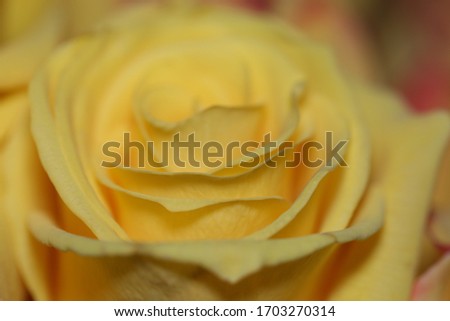 fresh yellow roses for love wallpaper