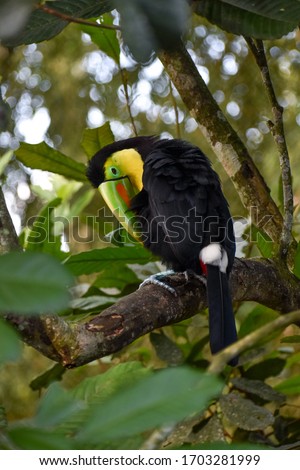 Beautiful rainbow-billed toucan in the middle of trees