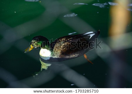 representative of birds from several genera of the duck family. Closeup duck swims in a pond. drake in the winter fence, enclosed by a grid. life of birds in the zoo.