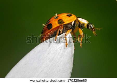 Ladybug on Star of Bethlehem flower close up macro