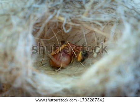 ์New born bird sleep in bird's nest