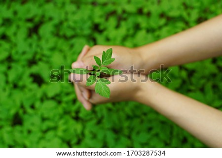 Close up Hand Holding Young Plants In Growing in green bokeh background