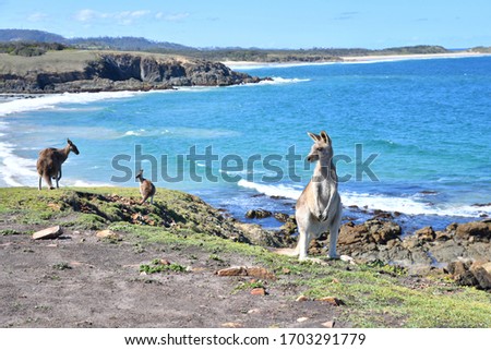 Kangaroo with Baby & Beautiful Beach in Coffs Harbour , AUS  